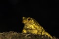 Closeup shot of yellow toad with bulging red eye isolated on a dark background Royalty Free Stock Photo