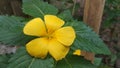 Closeup shot of a yellow ulmifolia turner flower blooming in the garden