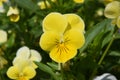 Viola lutea or yellow mountain pansy flower.