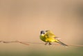 Closeup shot of yellow Wagtail sitting on the fence wire Royalty Free Stock Photo
