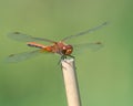 Closeup shot of a yellow-winged darter dragonfly sitting on a stick Royalty Free Stock Photo