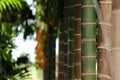 Closeup shot of Arecanut Tree Royalty Free Stock Photo