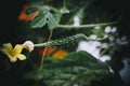 Closeup shot of young bitter gourd at bud stage