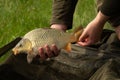 Closeup shot of a young common carp being held over unhooking mat by anonymous hands