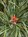 Closeup shot of a young cone on grass leaves