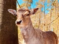 Closeup shot of a young deer, standing next to the tree in a forest, on a sunny day Royalty Free Stock Photo