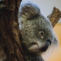 Closeup shot of a young koala Royalty Free Stock Photo