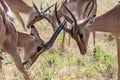 Closeup shot of young male impalas in the middle of a fight.