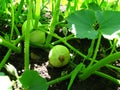 Closeup shot of a young pumpkin  with its green vine on the ground Royalty Free Stock Photo