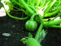 Closeup shot of a young pumpkin  with it\'s green vine on the ground Royalty Free Stock Photo