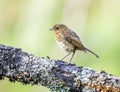 Closeup shot of a young robin on a tree branch. Royalty Free Stock Photo