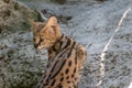 Closeup shot of young serval in nature