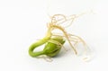 Closeup shot of young Spring bean seed, sprouting and germinating seeds Royalty Free Stock Photo
