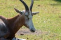 Closeup shot of a young springbok on a blurred background