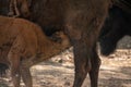 Closeup shot of a young water buffalo drinking milk in its mother Royalty Free Stock Photo