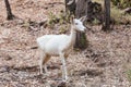 Closeup shot of a young white fallow deer in a forest Royalty Free Stock Photo