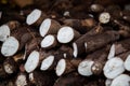 Closeup shot of yuca roots in a market