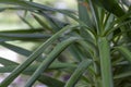Closeup shot of a Yucca plant Royalty Free Stock Photo