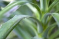 Closeup shot of a Yucca plant Royalty Free Stock Photo