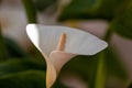 Closeup shot of the Zantedeschia aethiopica plant, lily flower or duck flower