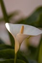 Closeup shot of the Zantedeschia aethiopica plant, lily flower or duck flower