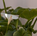 Closeup shot of the Zantedeschia aethiopica plant, lily flower or duck flower