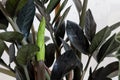 Closeup shot of Zanzibar Gem leaves