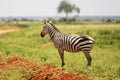 Closeup shot of a zebra in the grassland of Tsavo East National Park, Kenya, Africa Royalty Free Stock Photo