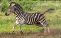 Closeup shot of a zebra jumping and running in the safari Royalty Free Stock Photo