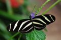 Closeup shot of a Zebra longwing butterfly Heliconius charithonia resting on a leaf