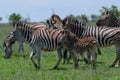 Closeup shot of a zebra's herd eating and standing on a grass