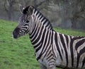 Closeup shot of a zebra standing on grass - Hippotigris