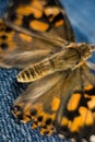 Painted Lady Butterfly Macro Photography