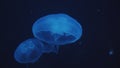 Closeup show of beautiful smack of blue jellyfish swimming upward and relaxing in dark underwater in The Dubai Aquarium