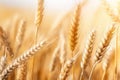 Closeup Showcases Wheat Ears In The Summer