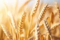 Closeup Showcases Wheat Ears In The Summer