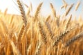 Closeup Showcases Wheat Ears In The Summer