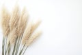 CloseUp Bundle of Dried Beige Wheat Stalks Against Plain White Background Royalty Free Stock Photo