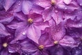 CloseUp View of DewCovered DeepPurple Petals with SoftLight Reflection in Nature Royalty Free Stock Photo