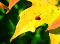 Ladybug Turns Red on yellow leaf Royalty Free Stock Photo
