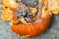 Closeup shows smashed pumpkin in pieces on pavement Royalty Free Stock Photo
