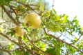 Closeup shpt of the pomegranate fruits on a tree branch