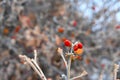Closeup of shriveled red winter berries.