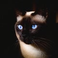 Closeup of a Siamese breed cat