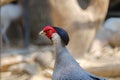 Closeup Siamese Fireback. Royalty Free Stock Photo