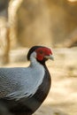 Closeup Siamese Fireback. Royalty Free Stock Photo