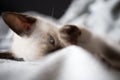 Closeup of Siamese kitten hiding in a towel and looking cute with beautiful blue eyes. Royalty Free Stock Photo