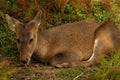 Closeup of a Siberian musk deer (Moschus moschiferus) on the ground in a forest Royalty Free Stock Photo