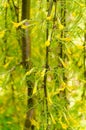 Closeup of Siberian Pea-tree (Caragana arborescens) flowers Royalty Free Stock Photo