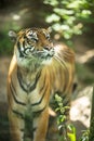 Closeup of a Siberian tiger Royalty Free Stock Photo